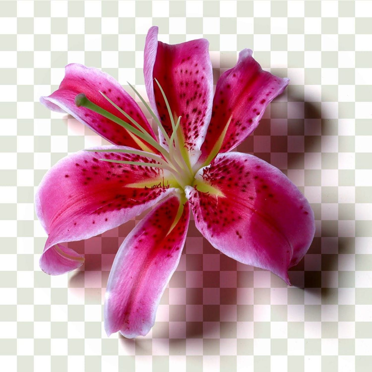 插花花卉和植物样机资源 Ikebana Floral and Botanical Asset Collection插图6